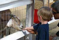 Streichelzoo im Freizeitpark