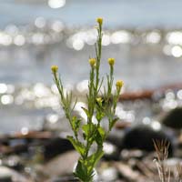 Bodensee Pfingsten