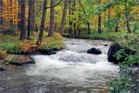 Wildbach Erzgebirge