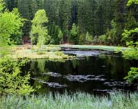 Schwarzwald Seen