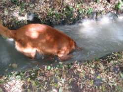 Südtirol Hund