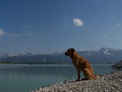 Allgäu Hund