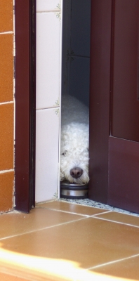 Fuerteventura Hund
