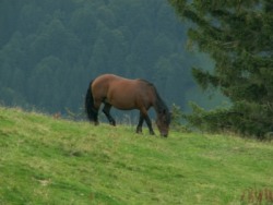 Allgäu, Reiterhof