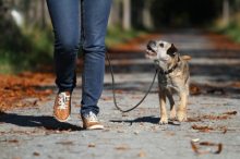 Österreich Hund