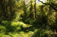 Bayrischer Wald günstig