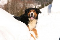 Bayern Hund