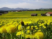 Bayern Sommer