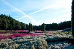 Lüneburger Heide Sommer