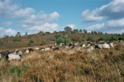 Lüneburger Heide - Wildseder Berg