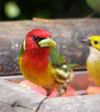 Vorgelparadies Costa Rica